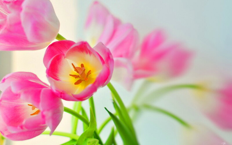 Pink Tulips in Bloom — Serene, Spring, Photograph, Green Stems, Yellow Center