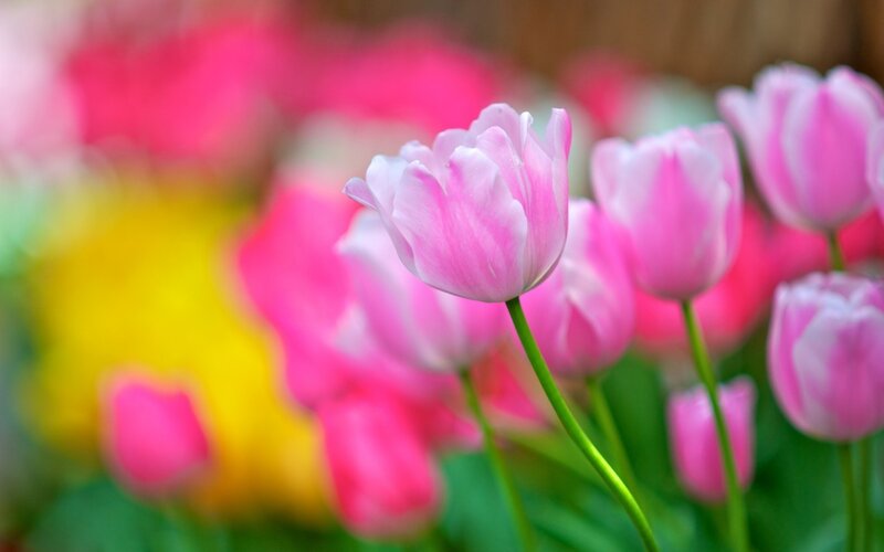 Pink Tulips in Bloom — Serene, Spring, Photograph, Green Stems, Yellow Flowers