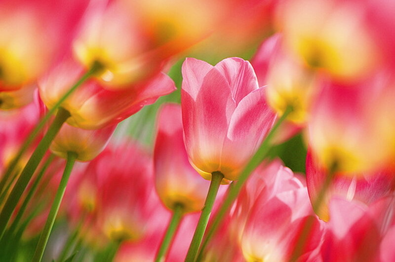 Pink Tulips in Bloom — Serene, Spring, Photograph