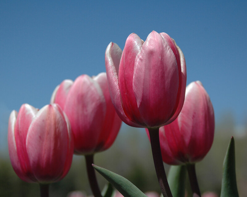 Pink Tulips in Bloom — Serene, Spring