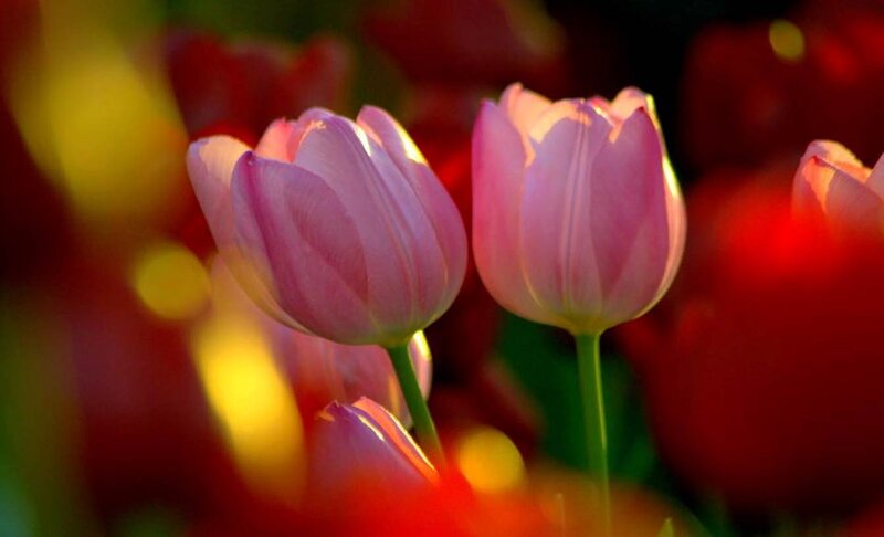 Pink Tulips in Bloom — Serene, Sunset, Photograph