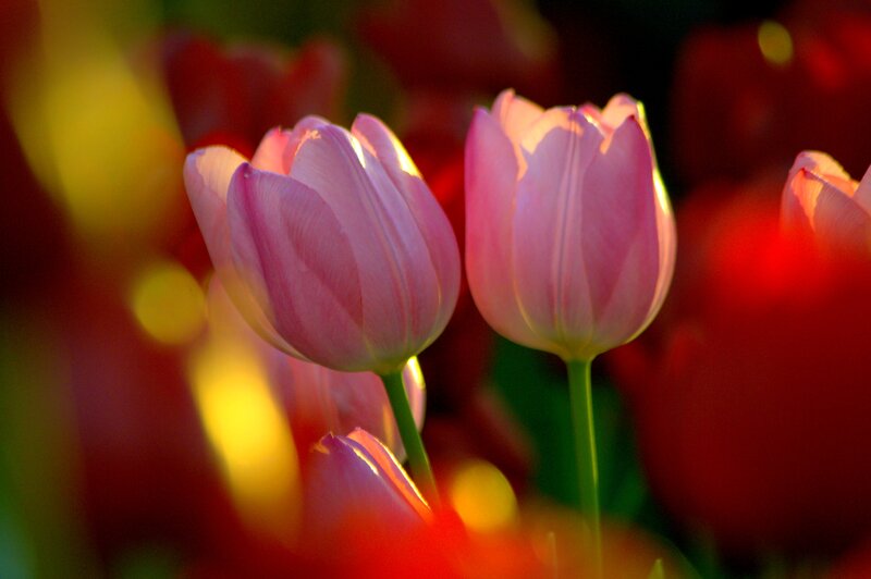 Pink Tulips in Bloom — Serene, Sunset