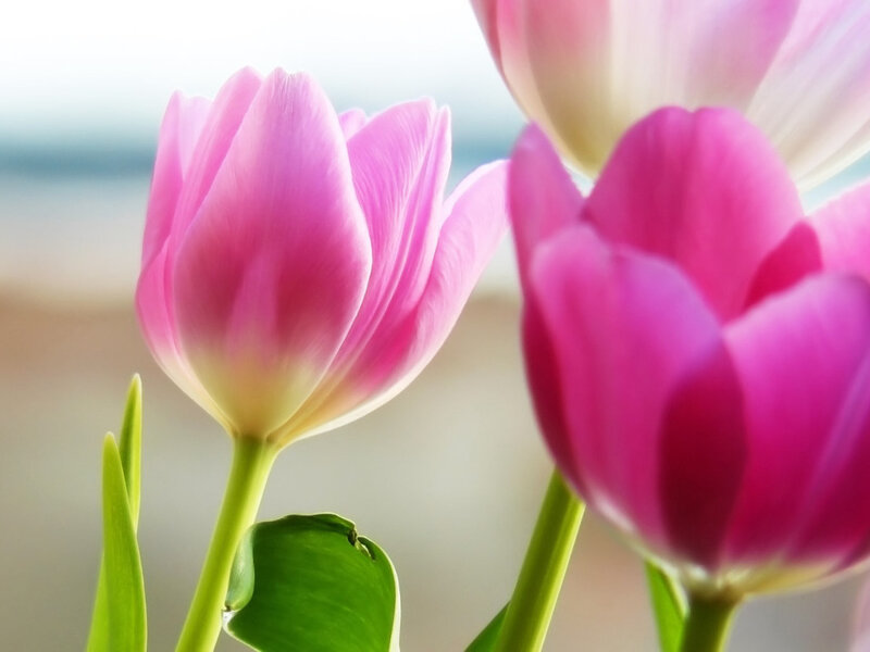 Pink Tulips in Bloom — Serene