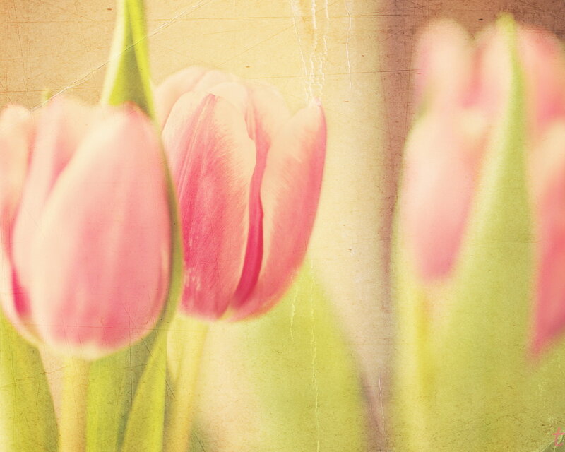 Pink Tulips in Bloom — Soft