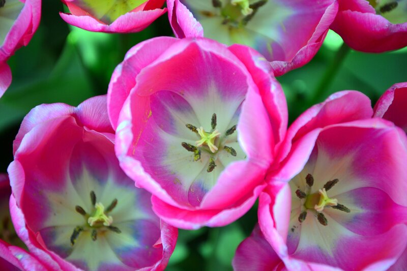 Pink Tulips in Bloom — Vibrant