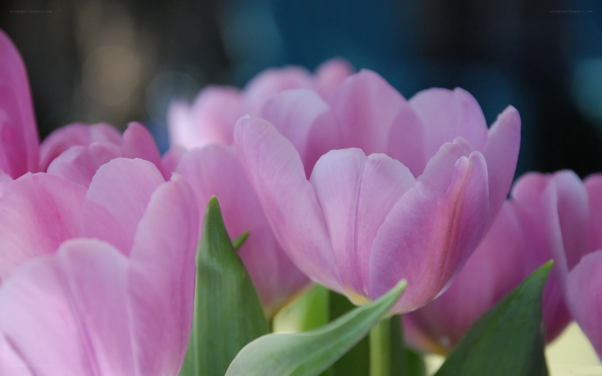 Pink tulips in bloom