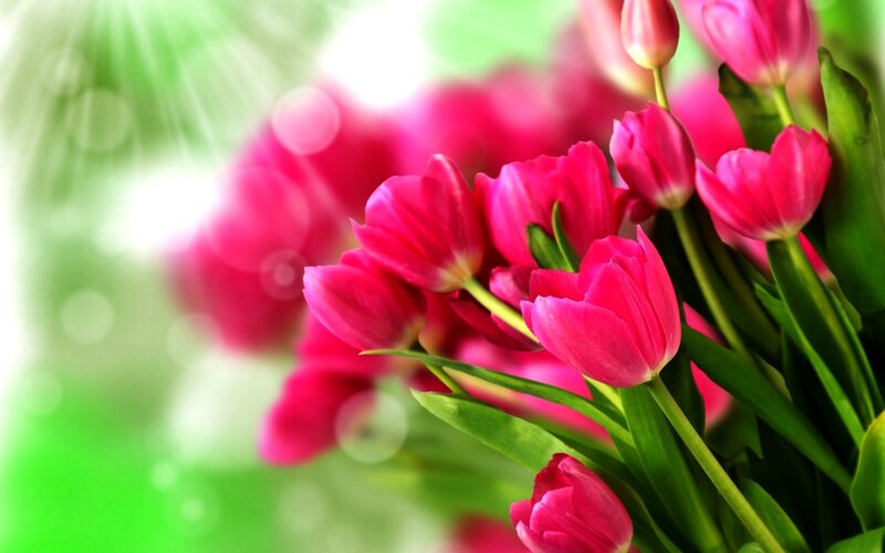 Pink Tulips in Bouquet — Bright