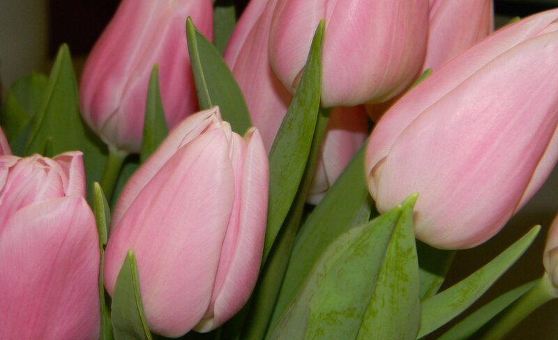 Pink Tulips in Bouquet — Calm, Photograph, Green Leaves