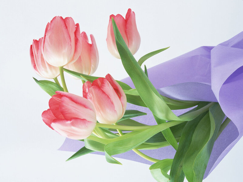 Pink Tulips in Bouquet — Calm, Photograph
