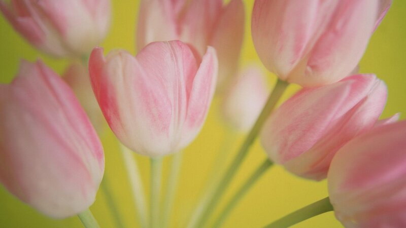 Pink Tulips in Bouquet — Calm, Spring, Photograph, Flowers, Stems