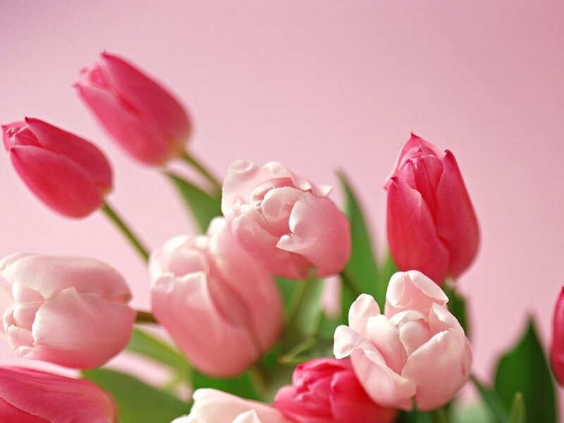 Pink Tulips in Bouquet — Calm, Spring, Photograph, Flowers
