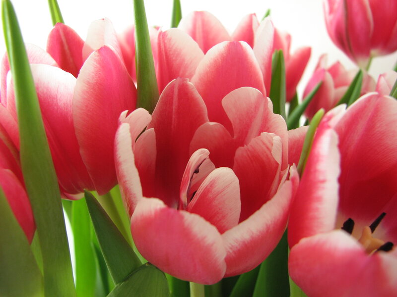 Pink Tulips in Bouquet — Calm, Spring, Photograph, Green Stems
