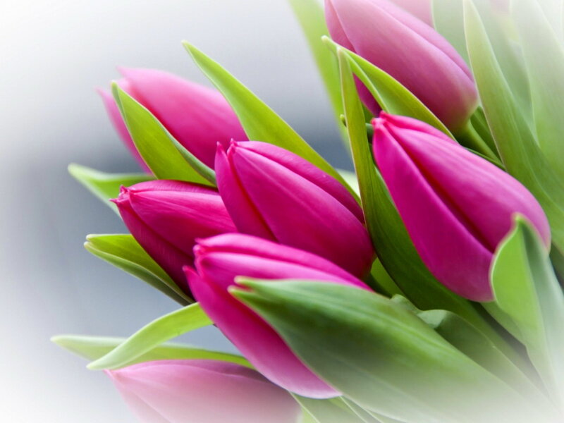 Pink Tulips in Bouquet — Calm, Spring, Photograph