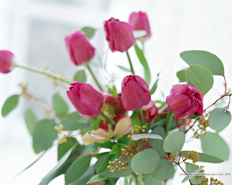 Pink Tulips in Bouquet — Calm