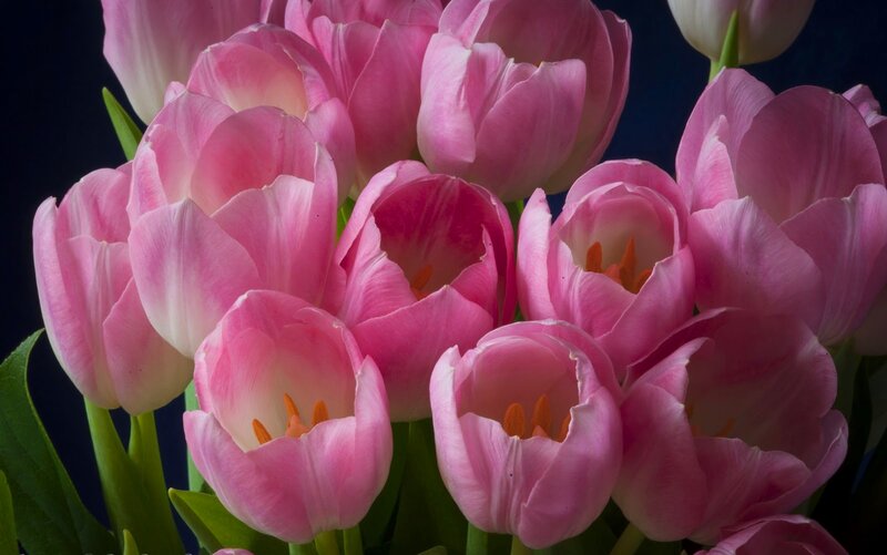 Pink Tulips in Bouquet — Dramatic, Photograph