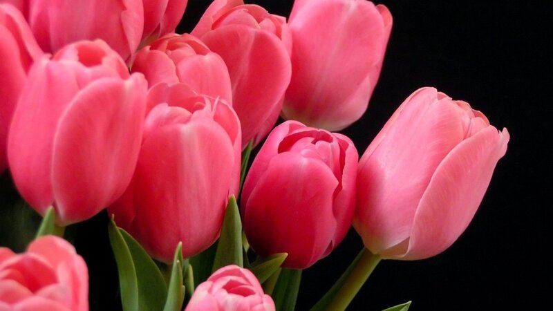 Pink Tulips in Bouquet — Dramatic