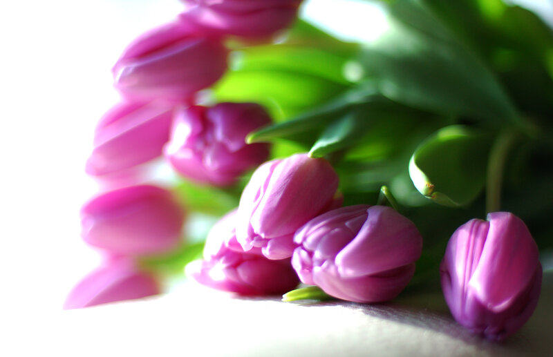 Pink Tulips in Bouquet — Purple