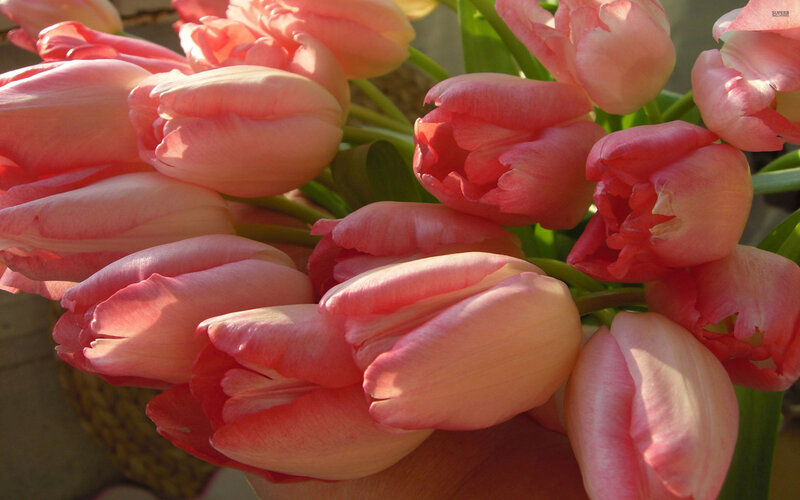 Pink Tulips in Bouquet — Serene, Afternoon