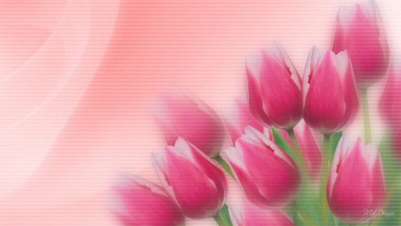 Pink Tulips in Bouquet — Serene, Digital Art