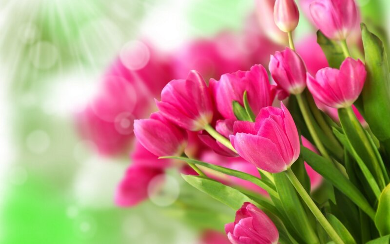 Pink Tulips in Bouquet — Serene, Spring, Photograph, Green Leaves