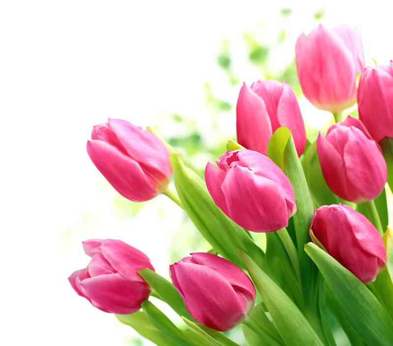 Pink Tulips in Bouquet — Serene, Spring, Photograph, Green Leaves, White Background