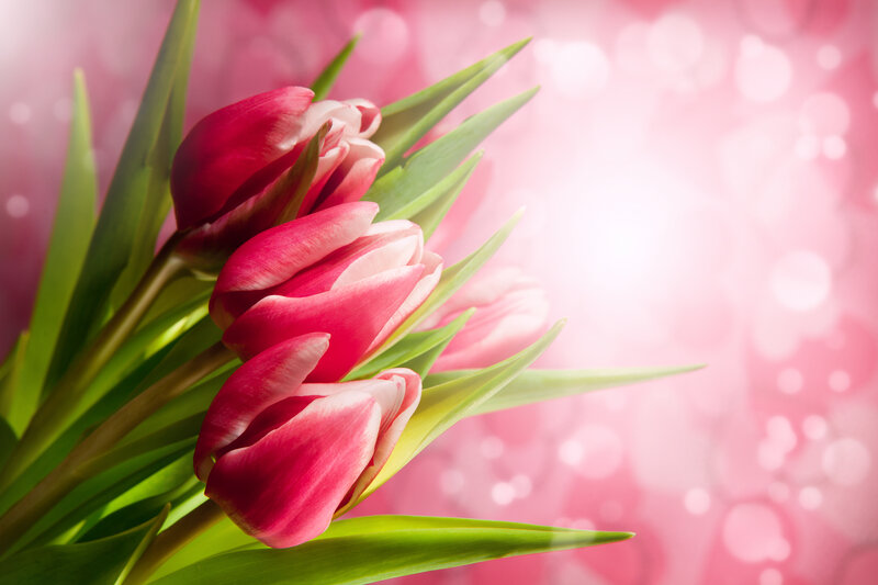 Pink Tulips in Bouquet — Serene, Spring, Photograph