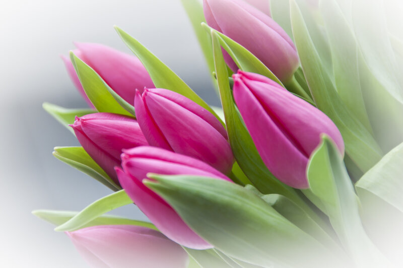 Pink Tulips in Bouquet — Serene, Spring