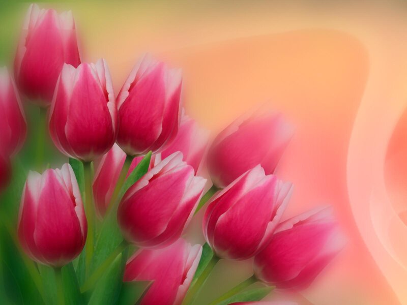 Pink Tulips in Bouquet — Serene