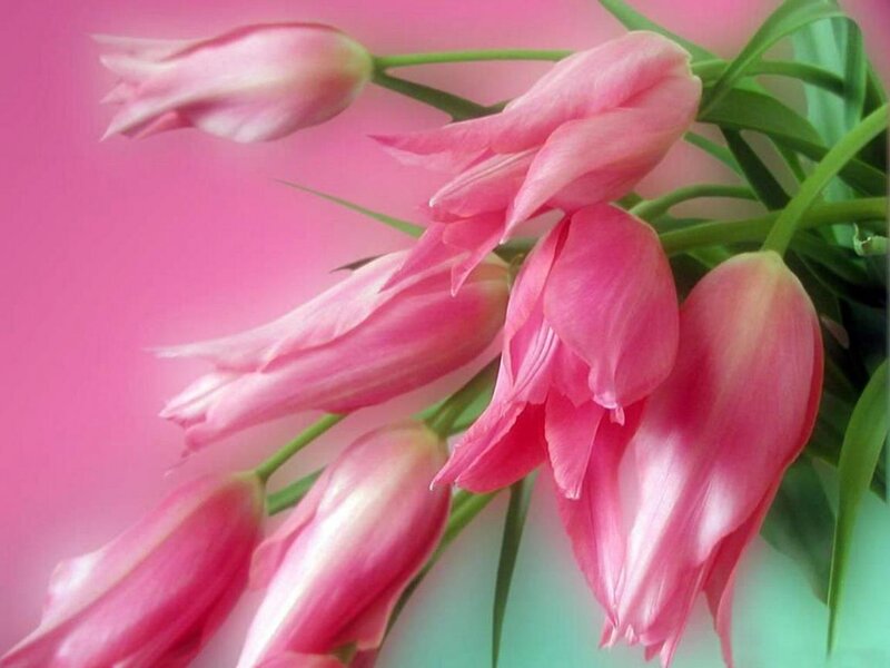 Pink Tulips in Bouquet