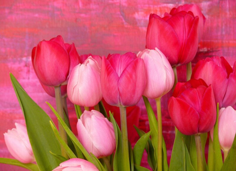 Pink Tulips in Bouquet — Vibrant