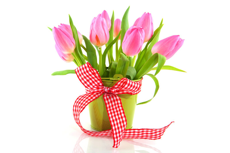 Pink Tulips in Bucket — Calm