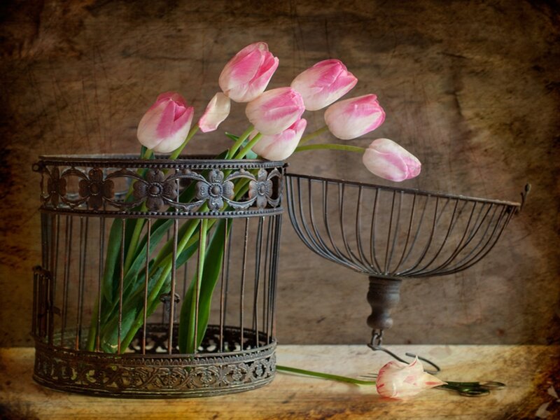 Pink Tulips in Cage