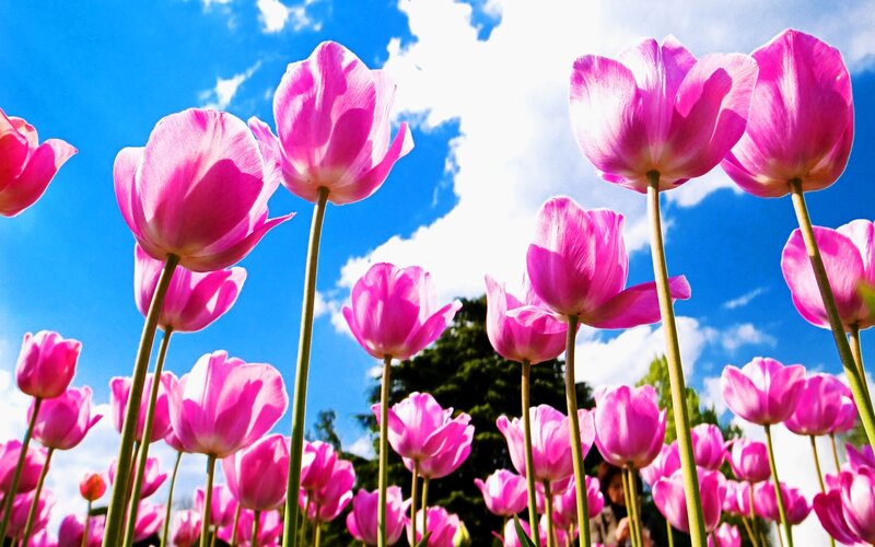 Pink Tulips in Field — Bright, Spring, Photograph, Sky