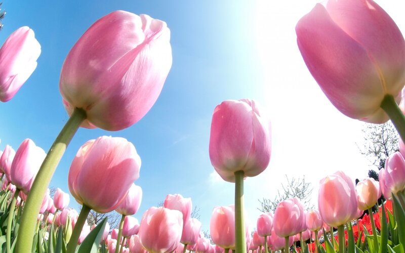 Pink Tulips in Field — Bright, Spring, Photograph