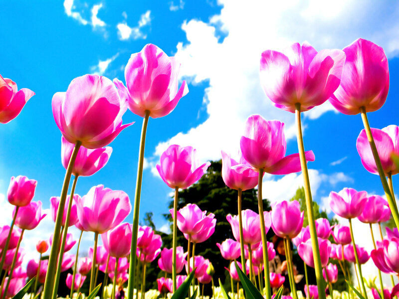 Pink Tulips in Field — Bright, Spring