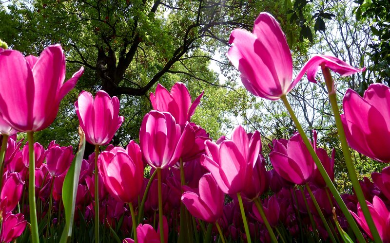 Pink Tulips in Field — Bright