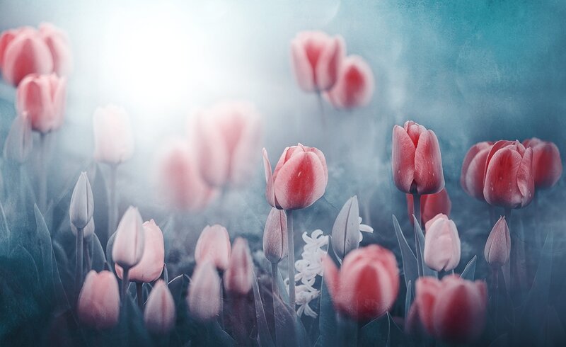 Pink Tulips in Field — Dreamy