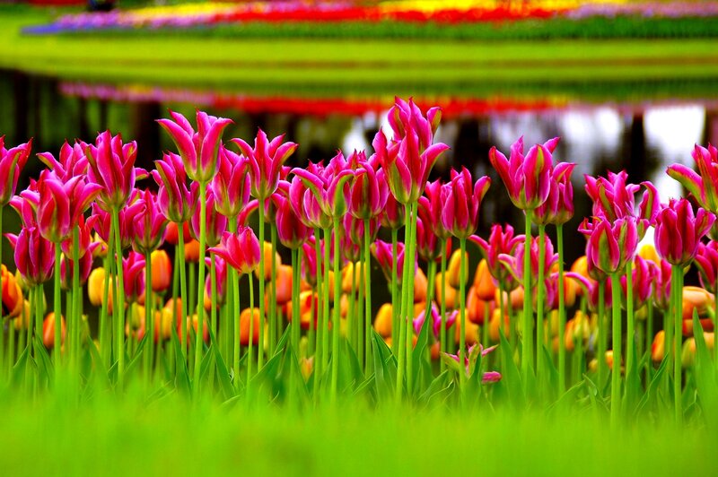 Pink Tulips in Field — Green, Serene