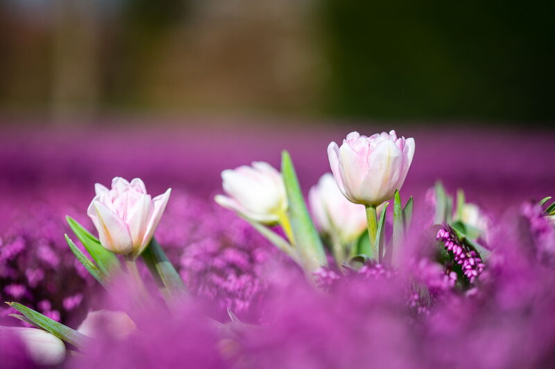 Pink Tulips in Field — Purple