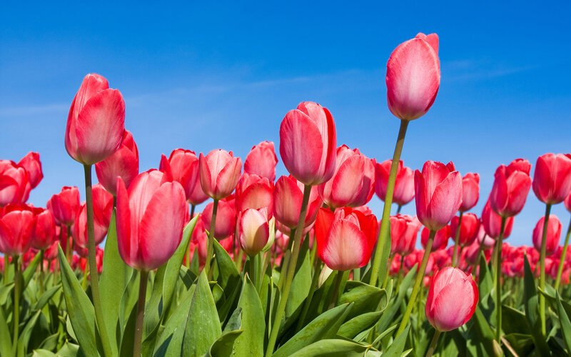 Pink Tulips in Field — Red