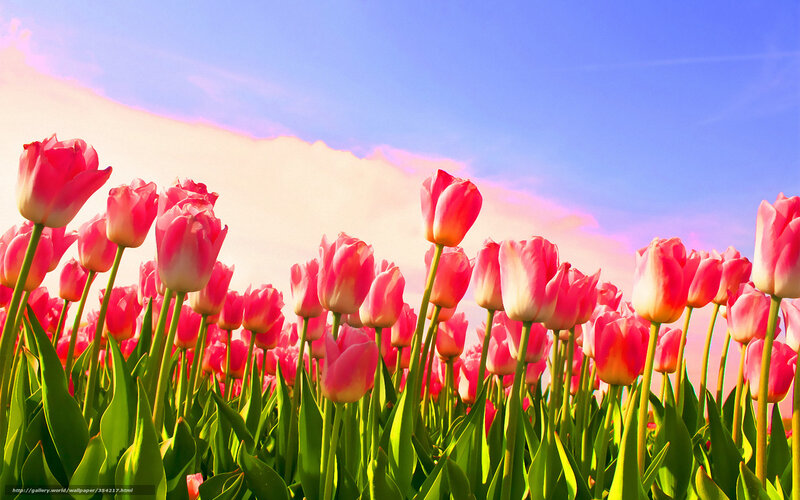 Pink Tulips in Field — Serene, Afternoon, Photograph, Sky, Clouds
