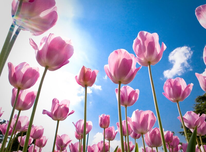 Pink Tulips in Field — Serene, Afternoon, Photograph, Sky