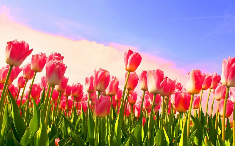 Pink Tulips in Field — Serene, Afternoon