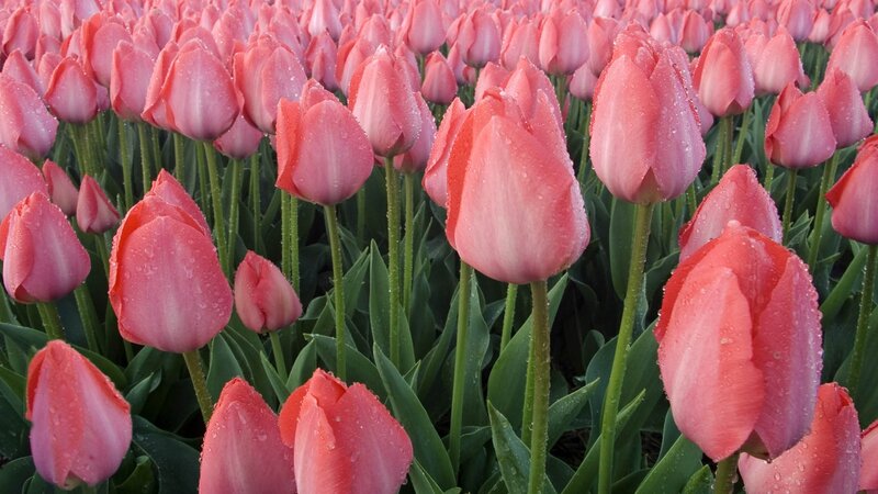 Pink Tulips in Field — Serene, Morning, Photograph