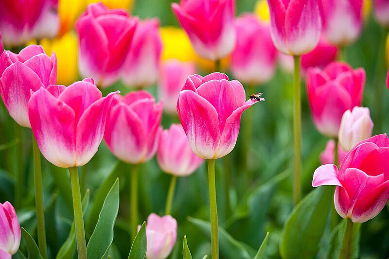 Pink Tulips in Field — Serene, Spring, Photograph, Bee