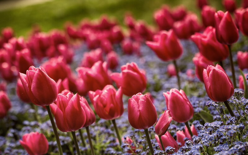 Pink Tulips in Field — Serene, Spring, Photograph, Blue Flowers