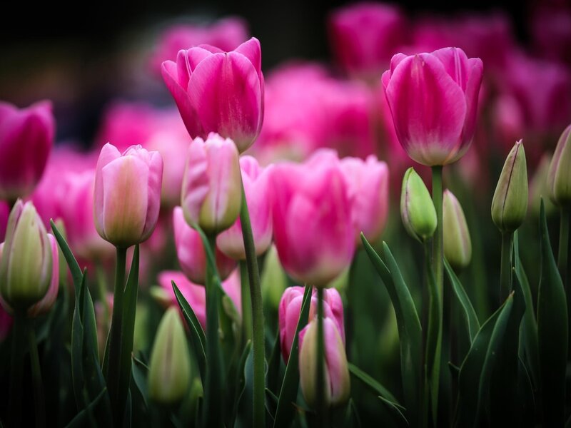 Pink Tulips in Field — Serene, Spring, Photograph, Buds