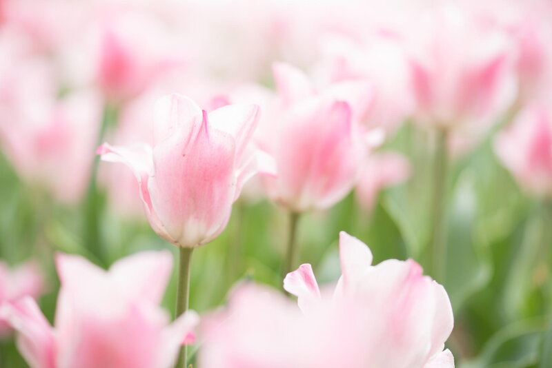 Pink Tulips in Field — Serene, Spring, Photograph, Flowers, Green Stems