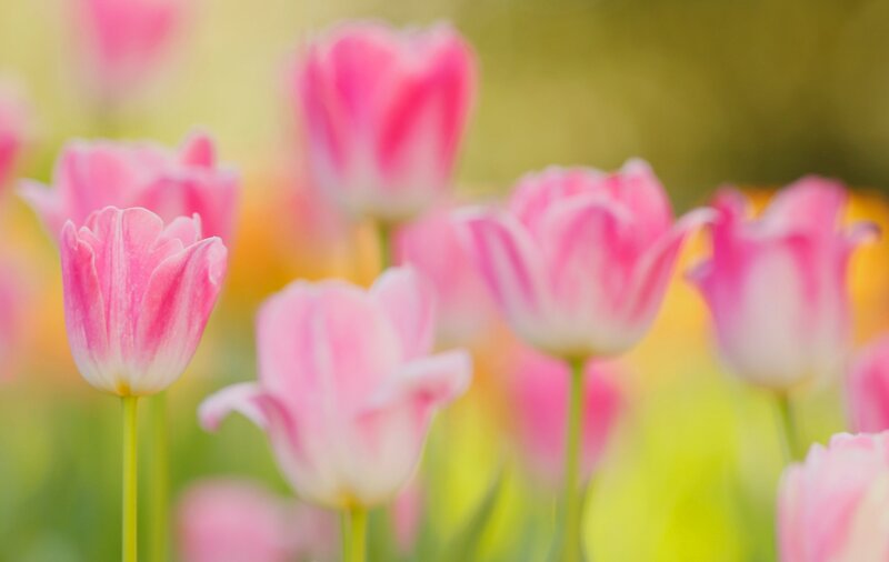 Pink Tulips in Field — Serene, Spring, Photograph, Flowers, Stems, Greenery