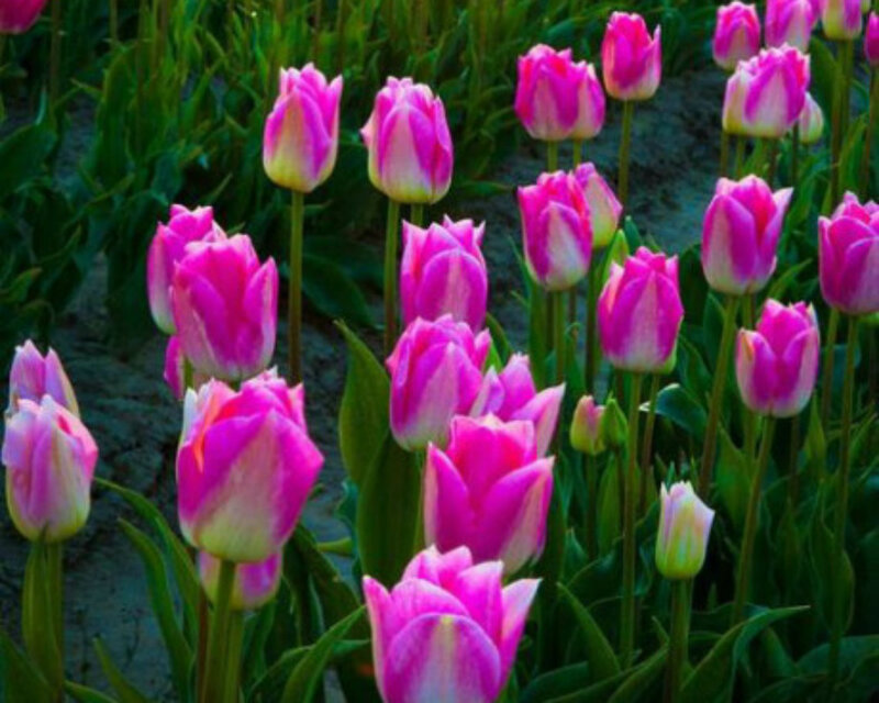 Pink Tulips in Field — Serene, Spring, Photograph, Green Leaves, Soil